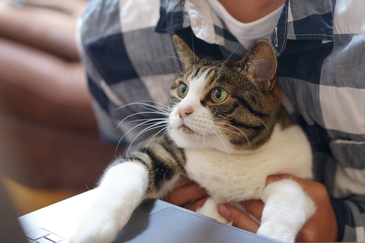 How to Make Your Local TNR Program the Cat's Whiskers in Your Community