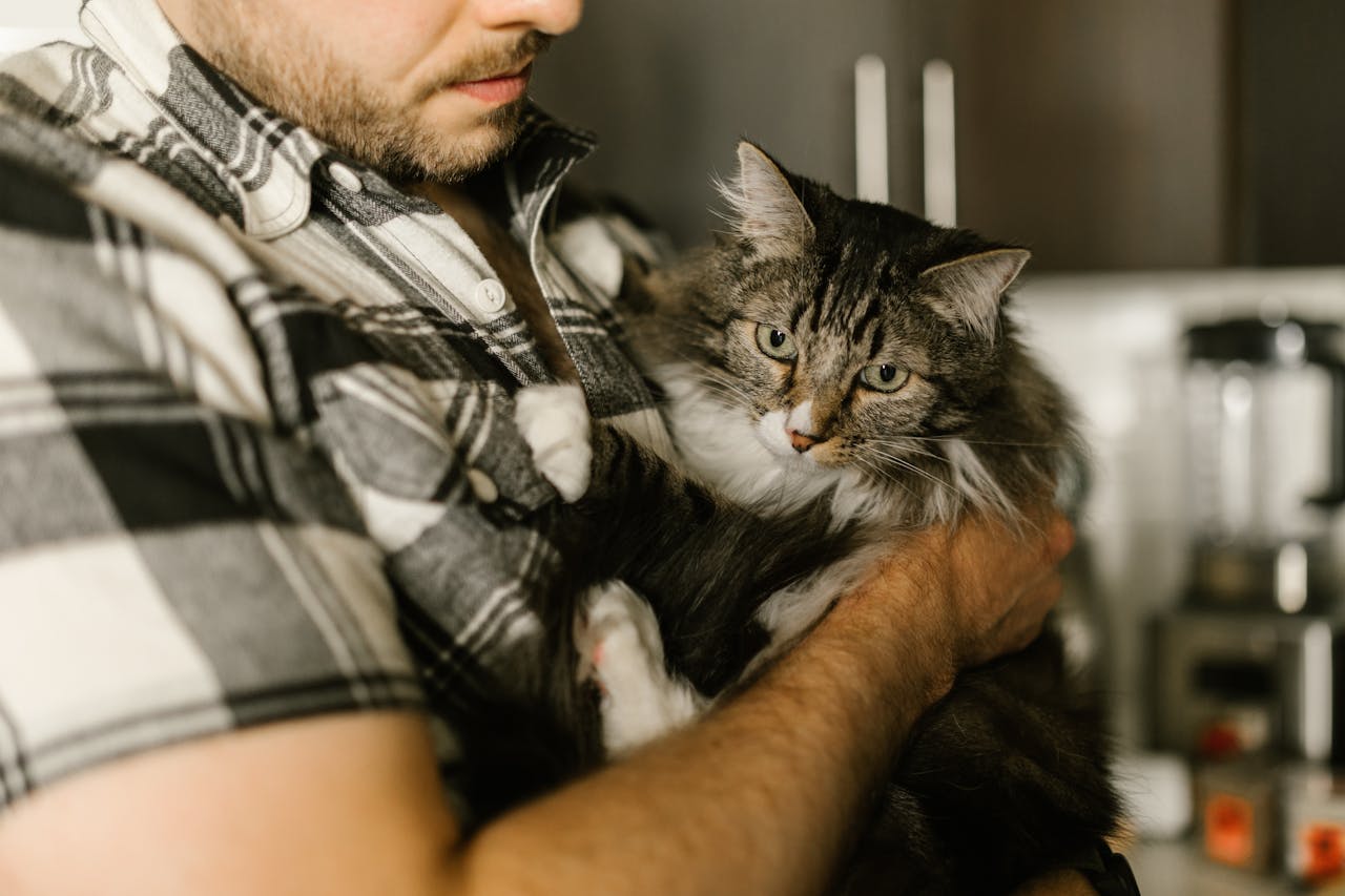 Healing Paws: The Transformative Power of Cats in Therapy Programs for Veterans & Inmates